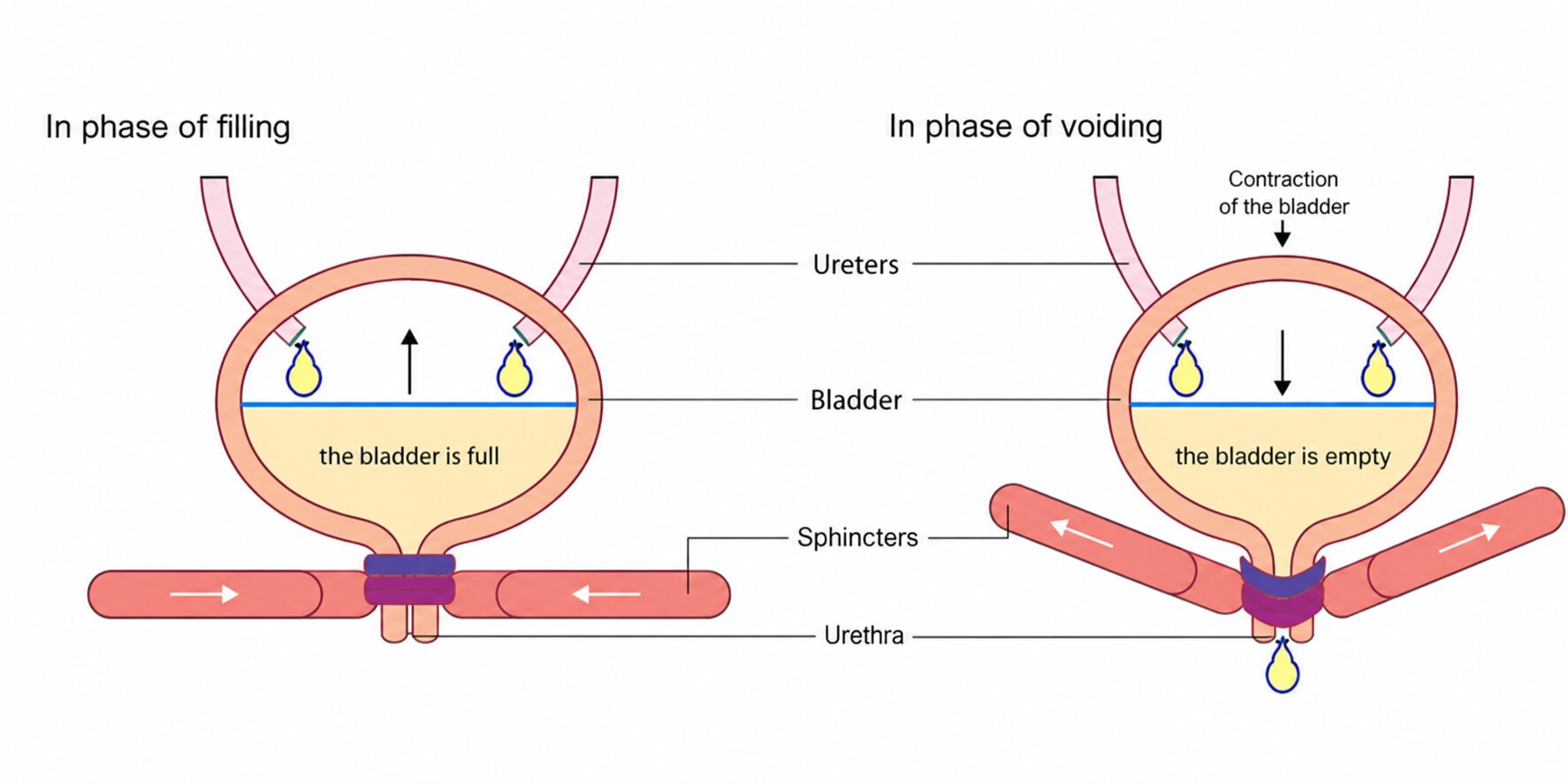 bladder function diagram