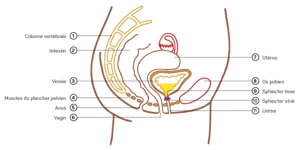 Female urinary system