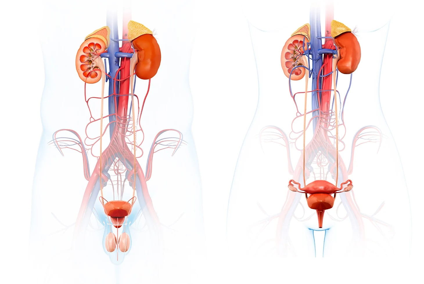 How the Urinary Tract Works Diagram