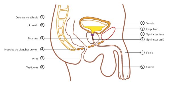 male urinary system